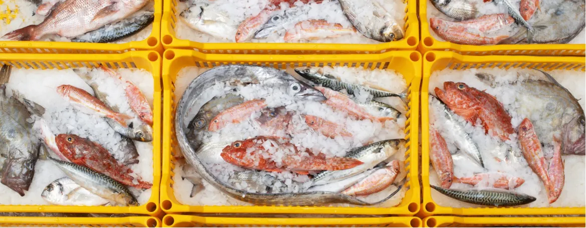 Ledo generatoriai „Brema“